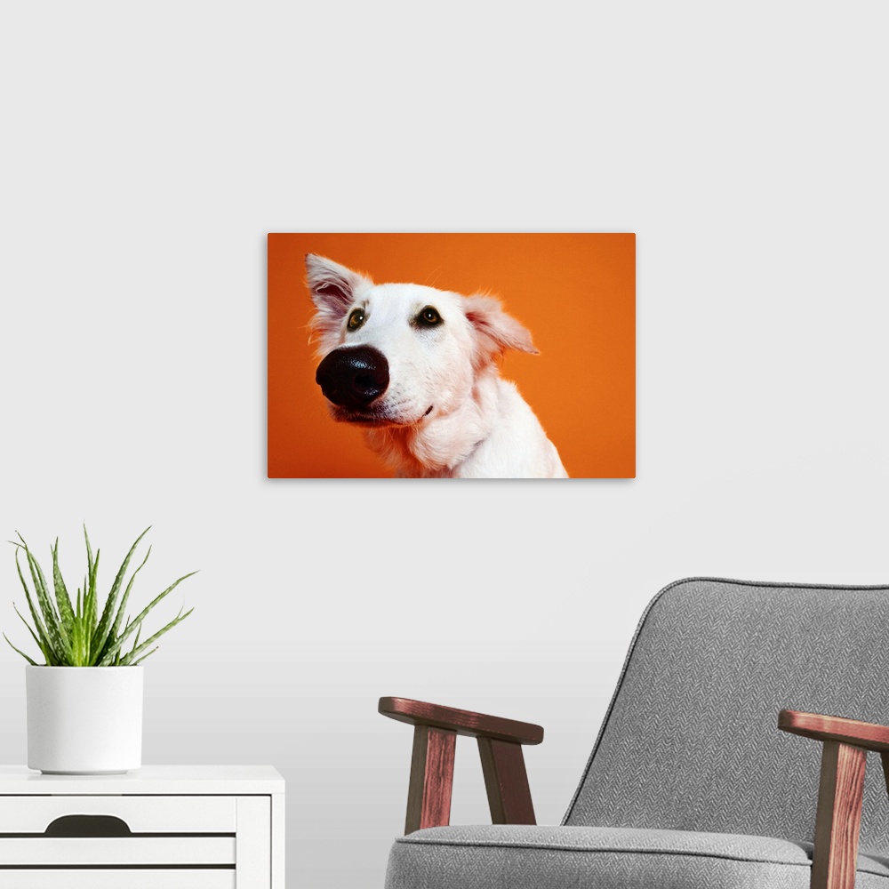 A modern room featuring close-up of a dogs face