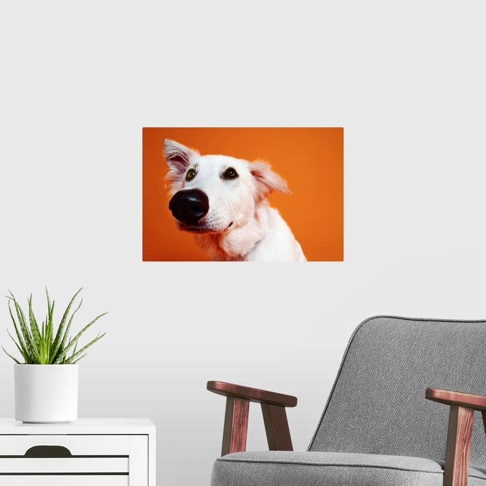 A modern room featuring close-up of a dogs face
