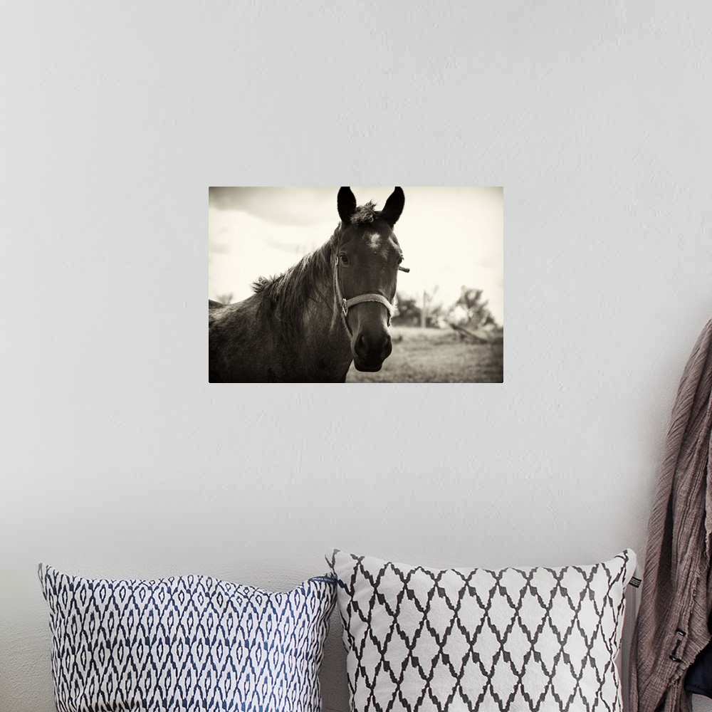 A bohemian room featuring A horse is photographed rather closely only showing its upper body and head.