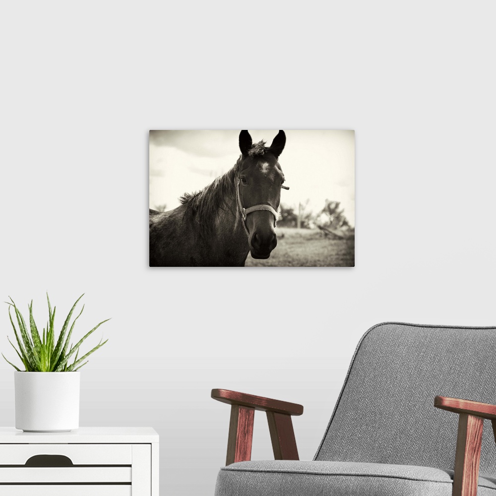 A modern room featuring A horse is photographed rather closely only showing its upper body and head.