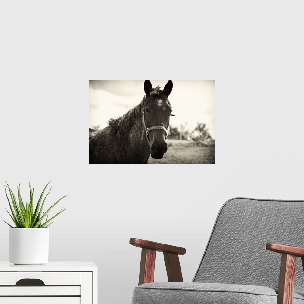 A modern room featuring A horse is photographed rather closely only showing its upper body and head.