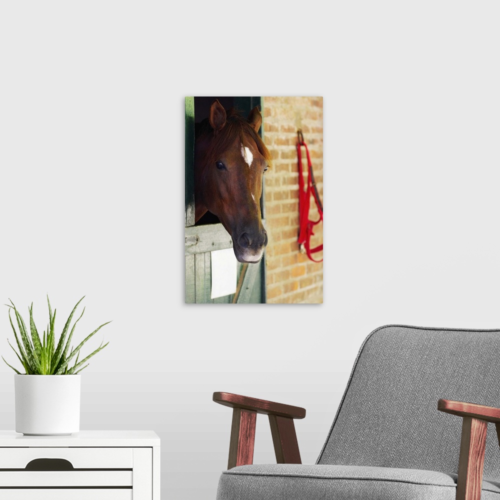 A modern room featuring Close-up of a horse