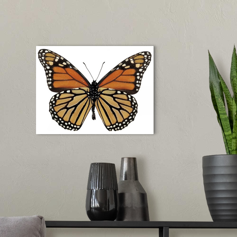 A modern room featuring close-up of a plexippus danaus butterfly