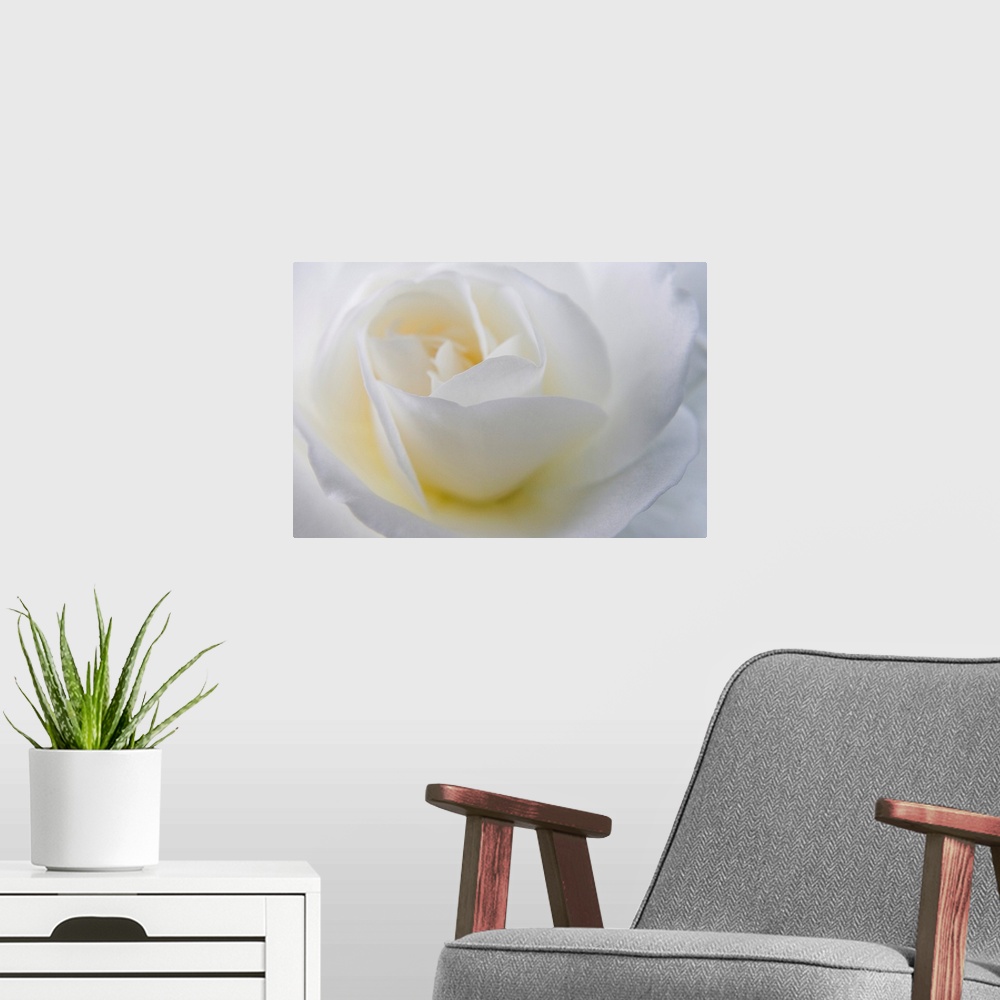 A modern room featuring A macro photograph with shallow depth of field of a rose on a horizontal canvas.