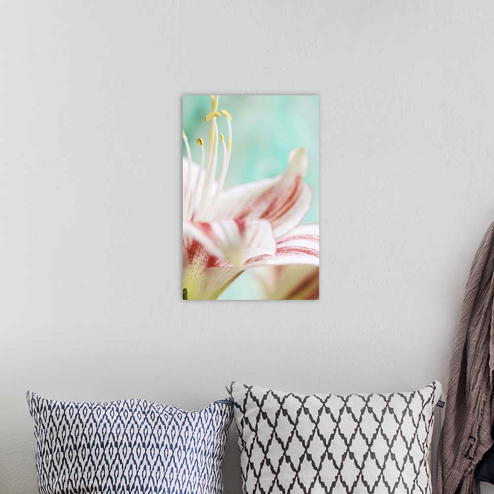 A bohemian room featuring Close up of amaryllis flower.