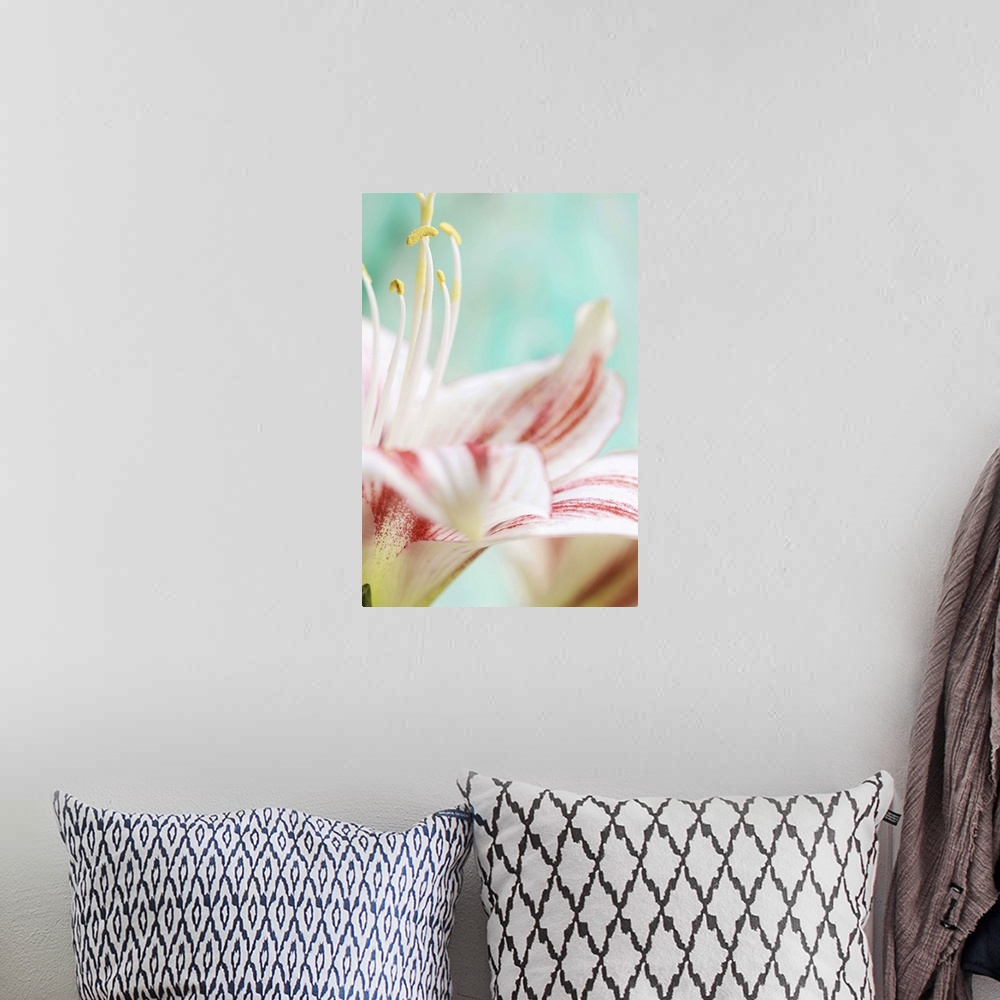 A bohemian room featuring Close up of amaryllis flower.