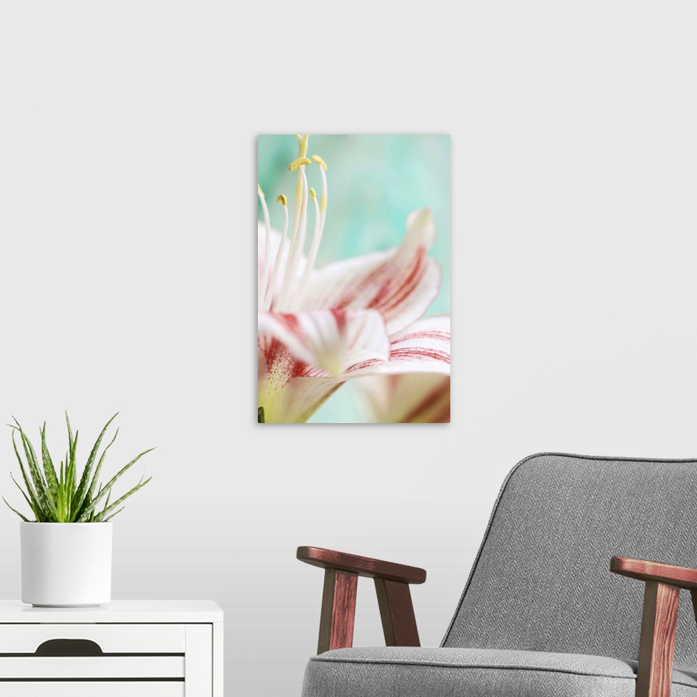 A modern room featuring Close up of amaryllis flower.