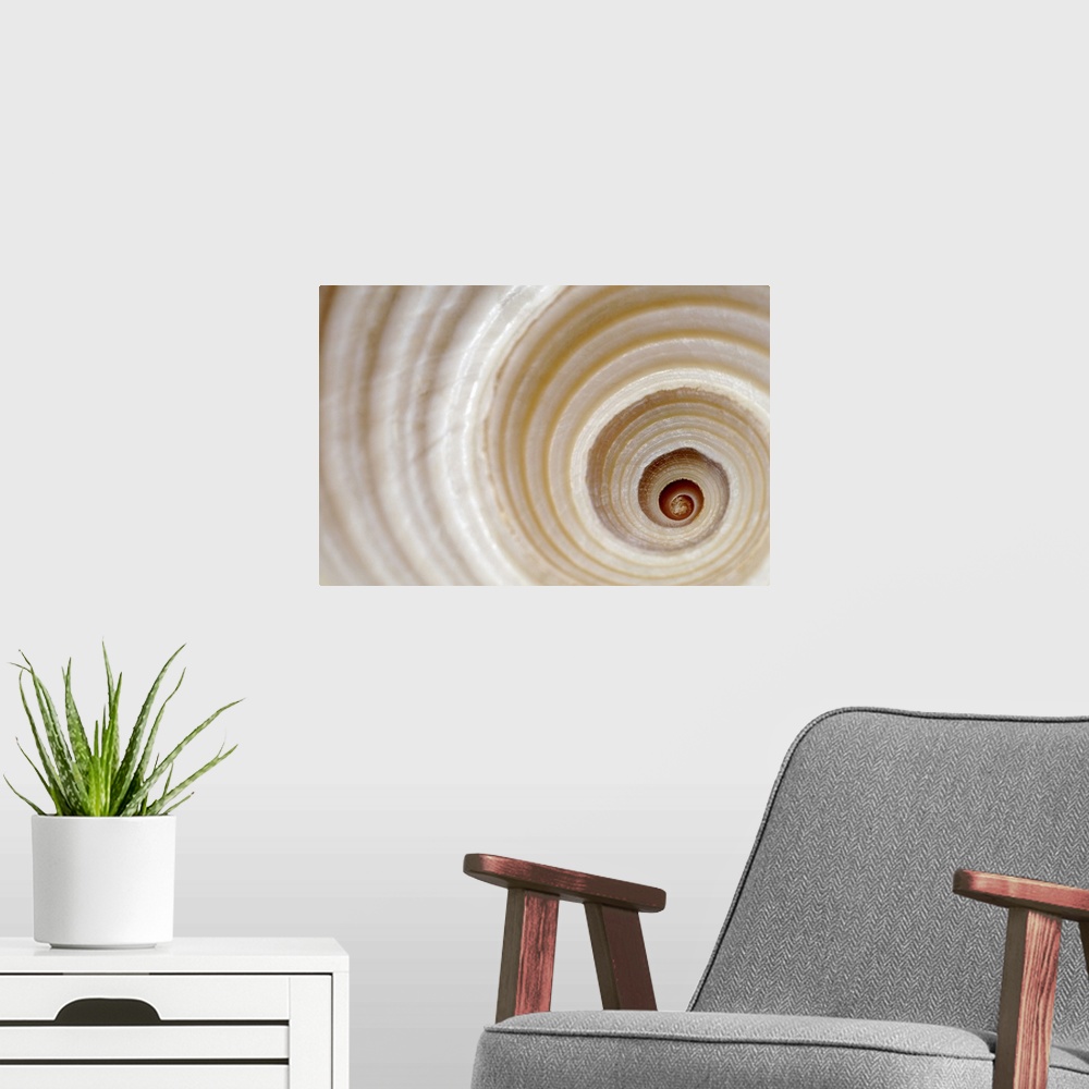 A modern room featuring Close-up of an animal shell