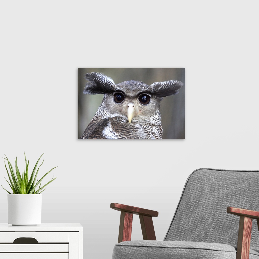A modern room featuring Close-up of an Eagle owl