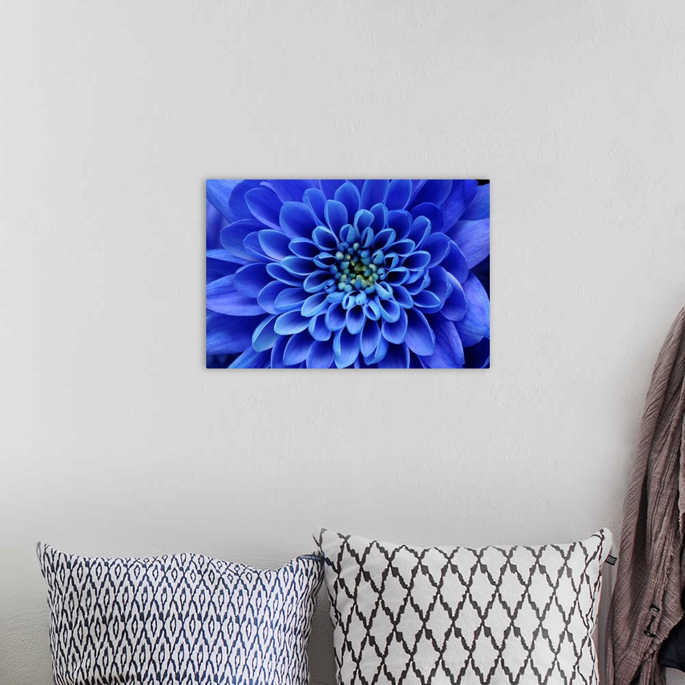 A bohemian room featuring Close up of blue flower aster and petals