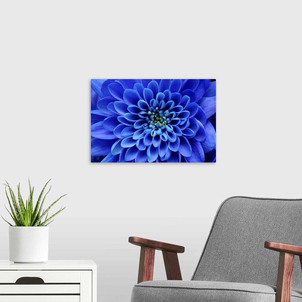 A modern room featuring Close up of blue flower aster and petals
