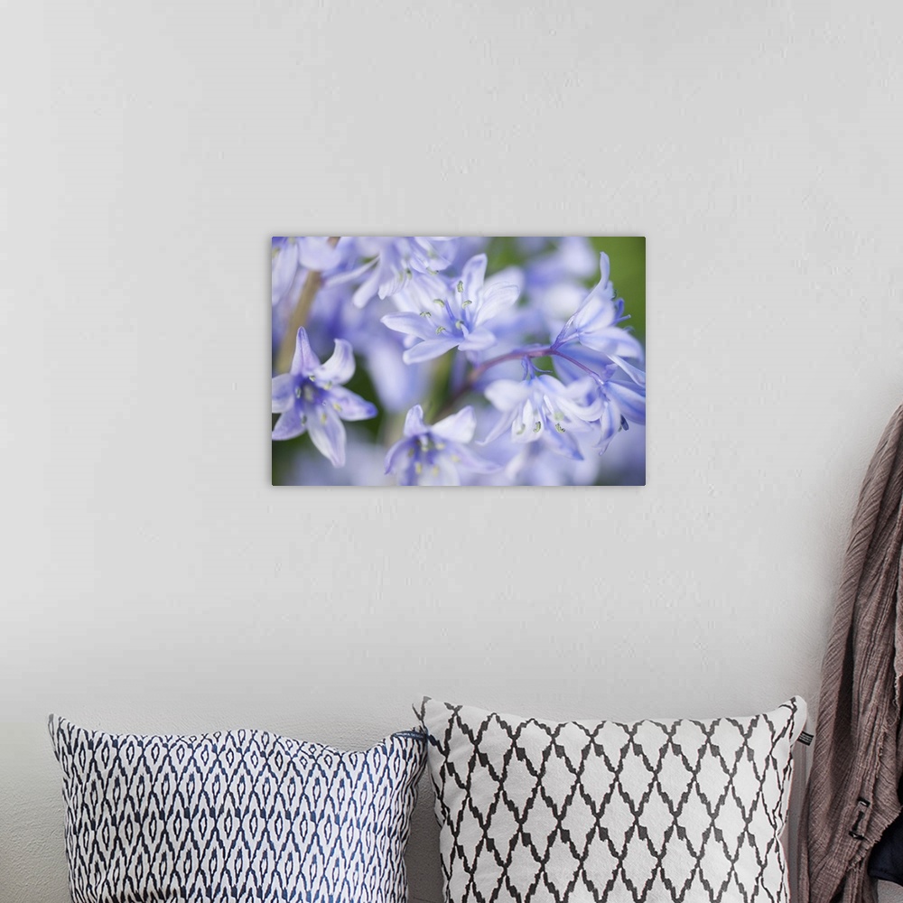 A bohemian room featuring Close up of bluebells with limited depth of field