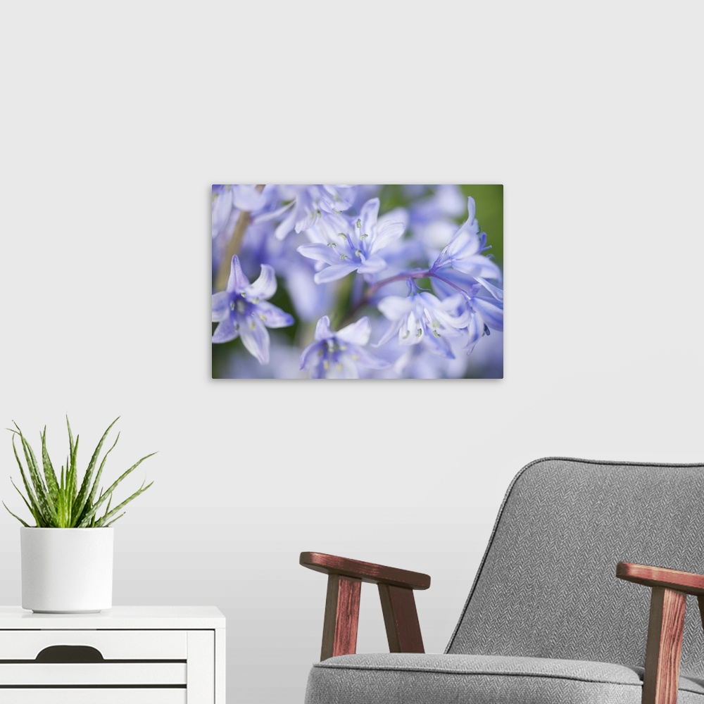 A modern room featuring Close up of bluebells with limited depth of field