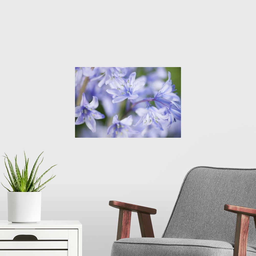 A modern room featuring Close up of bluebells with limited depth of field