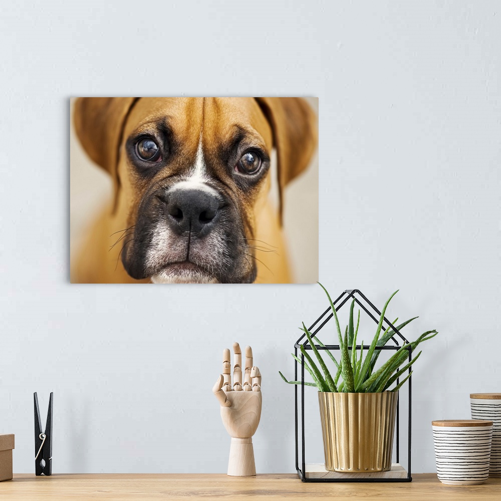 A bohemian room featuring Close up of boxer puppy.