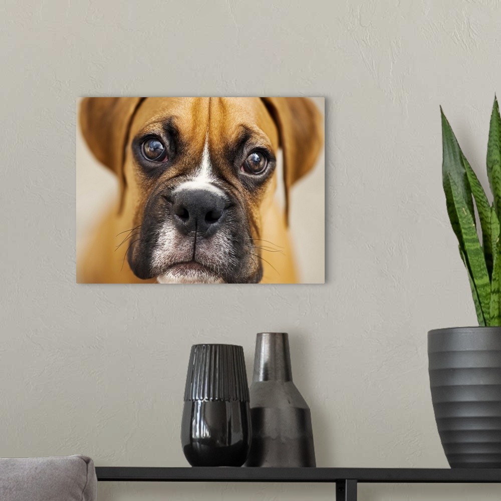 A modern room featuring Close up of boxer puppy.