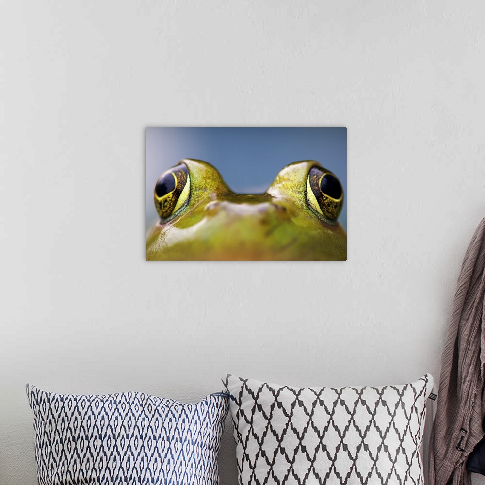 A bohemian room featuring Close up of bulging eyes of American Bullfrog.