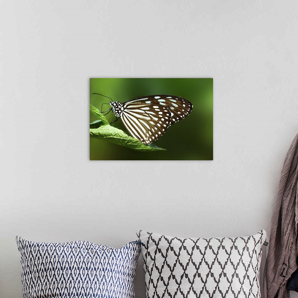 A bohemian room featuring Close up of butterfly perched on leaf with green background.
