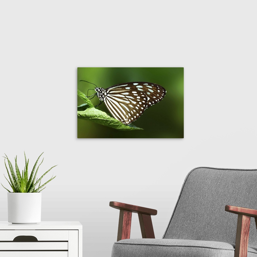 A modern room featuring Close up of butterfly perched on leaf with green background.