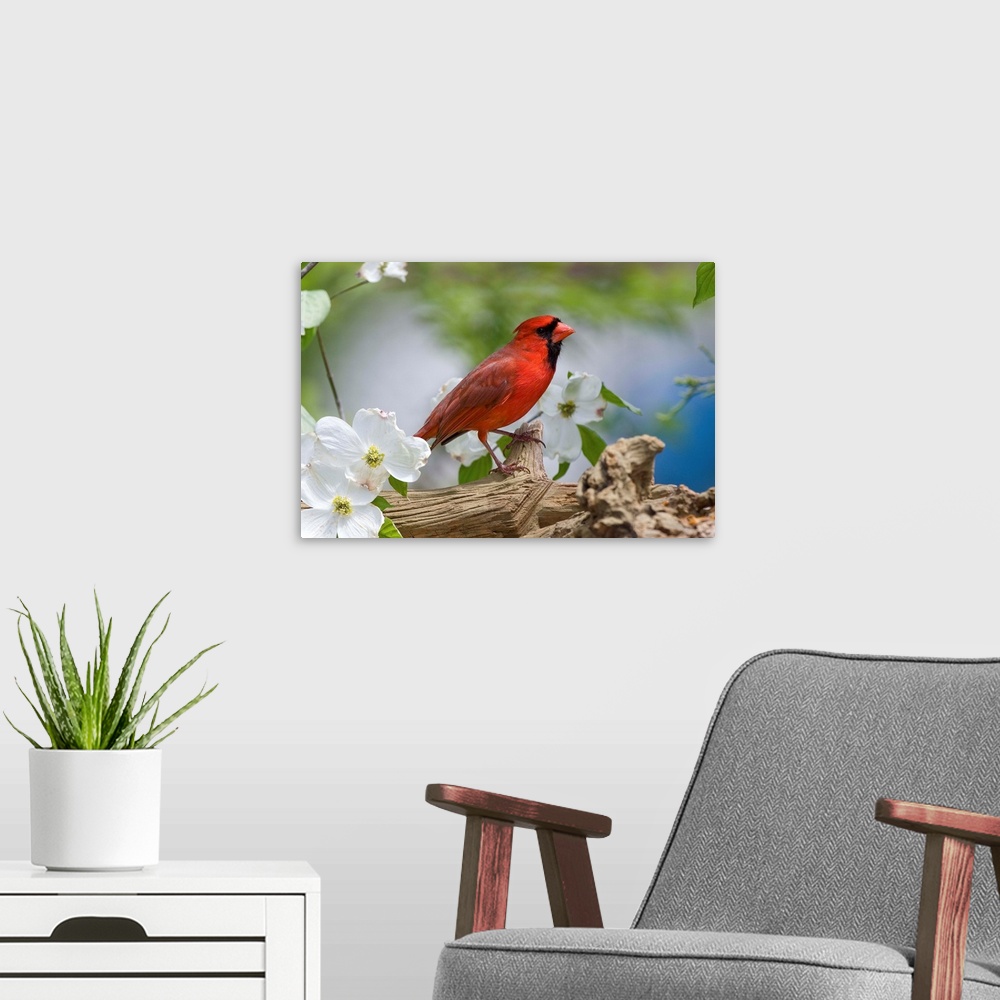 A modern room featuring Close-Up Of Cardinal In Blooming Tree