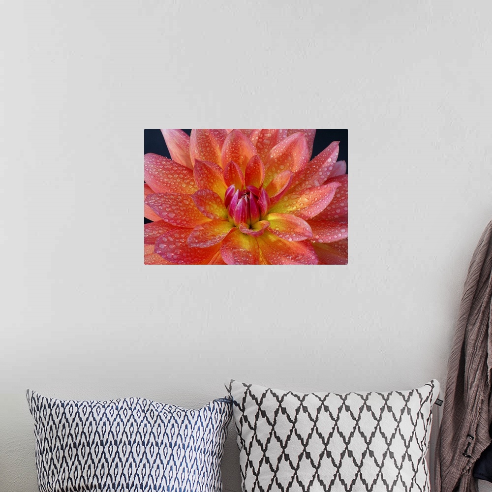 A bohemian room featuring Close up of center of orange dahlia, Dahlia 'Firepot', with water drops on petals, on a black bac...
