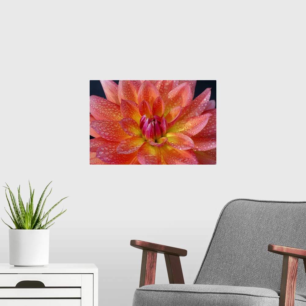 A modern room featuring Close up of center of orange dahlia, Dahlia 'Firepot', with water drops on petals, on a black bac...