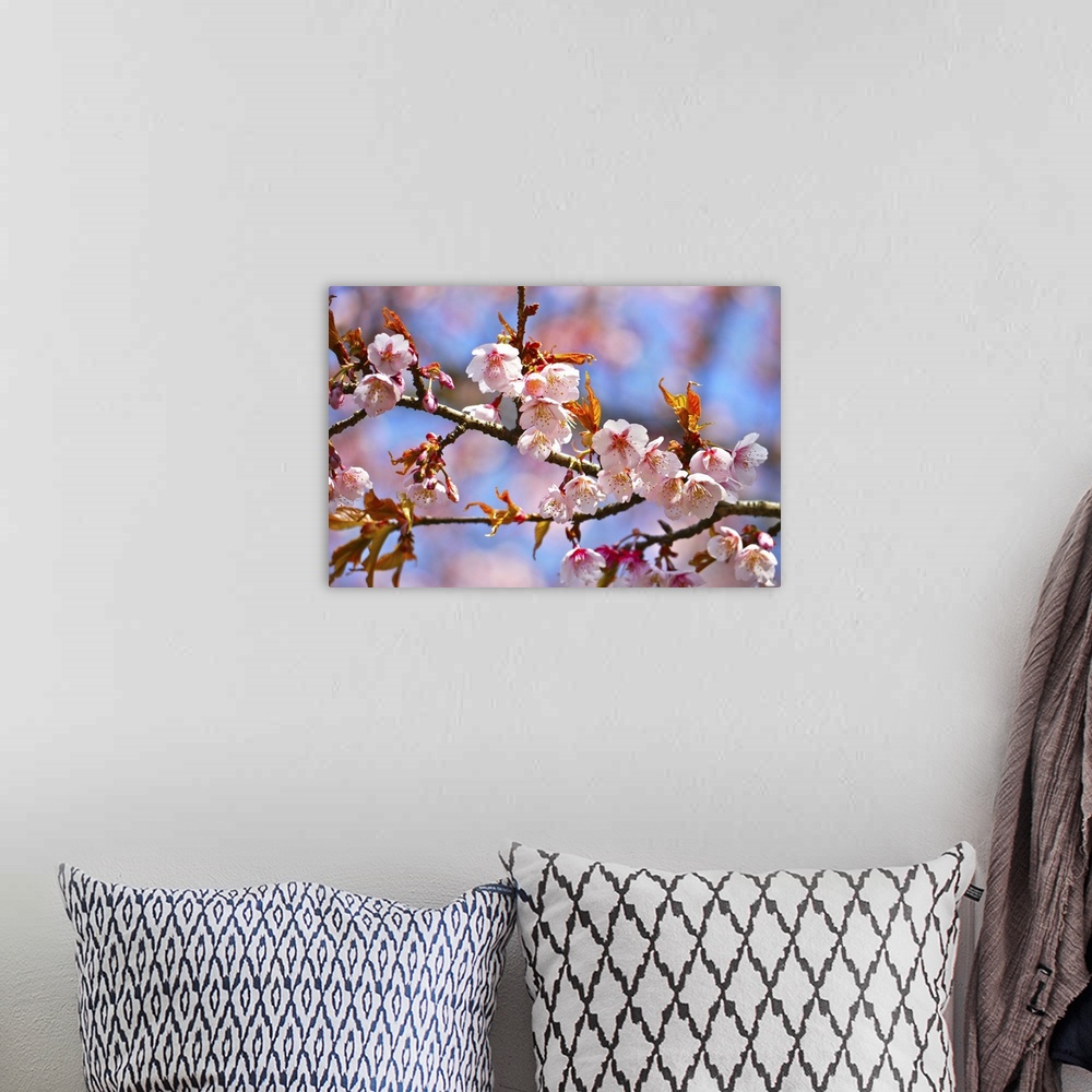 A bohemian room featuring Close up of cherry blossom, with bokeh background.