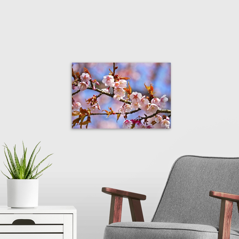 A modern room featuring Close up of cherry blossom, with bokeh background.