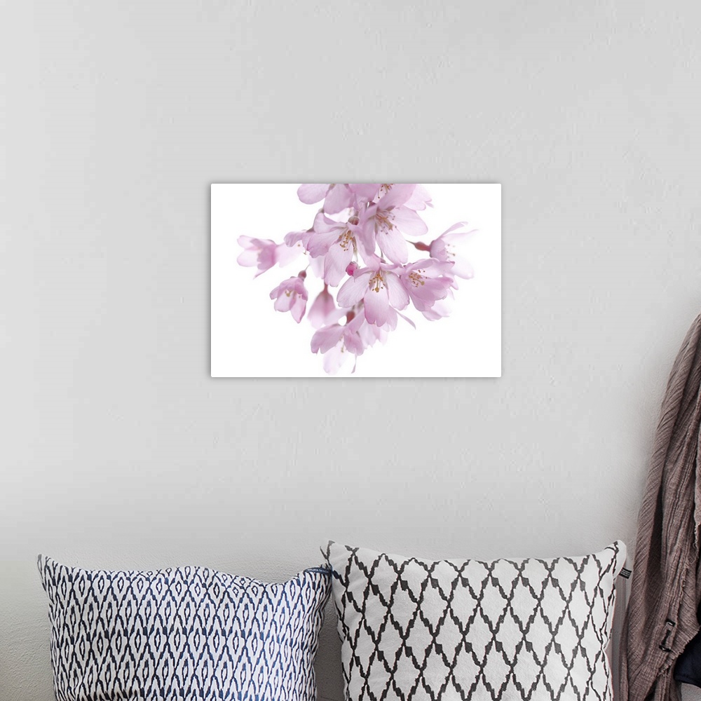A bohemian room featuring A cherry blossom branch hangs down and is photographed against a plain white background.