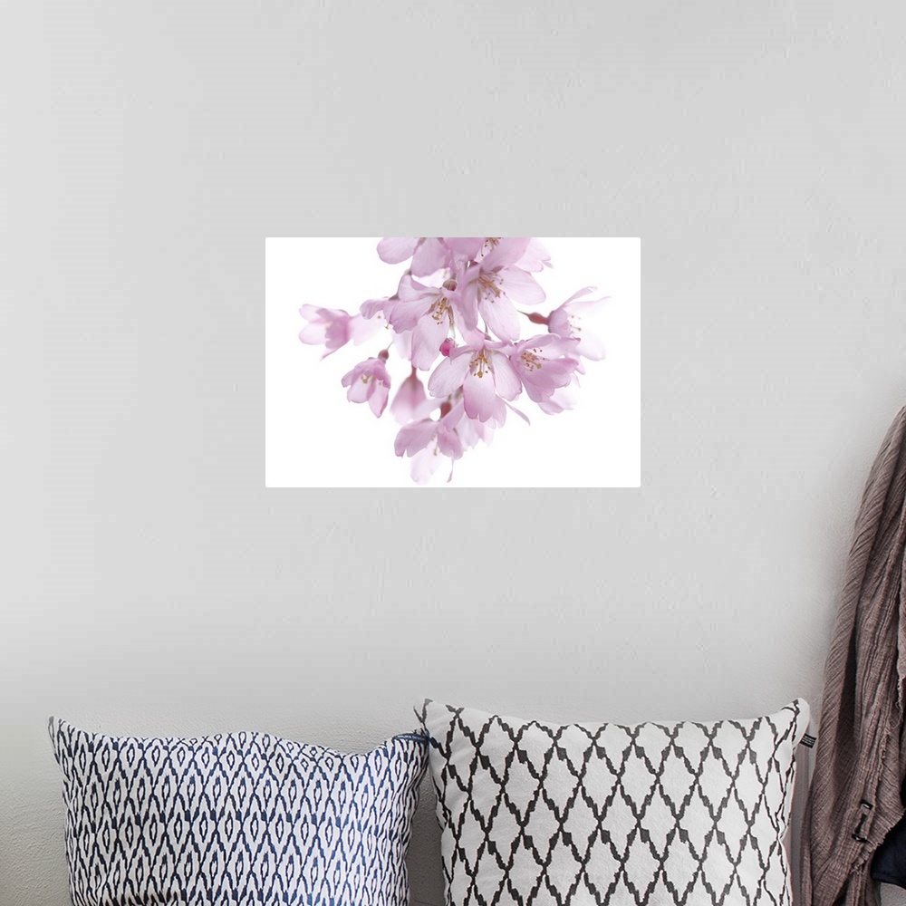 A bohemian room featuring A cherry blossom branch hangs down and is photographed against a plain white background.