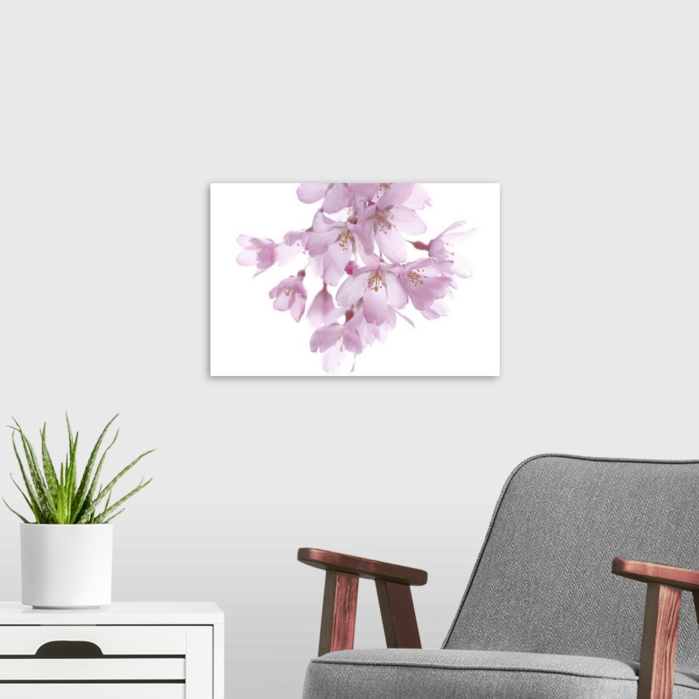 A modern room featuring A cherry blossom branch hangs down and is photographed against a plain white background.