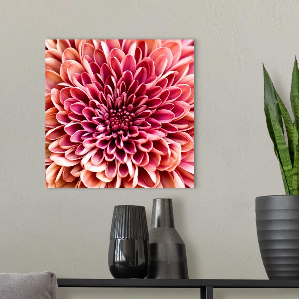 A modern room featuring Close up of chrysanthemum.