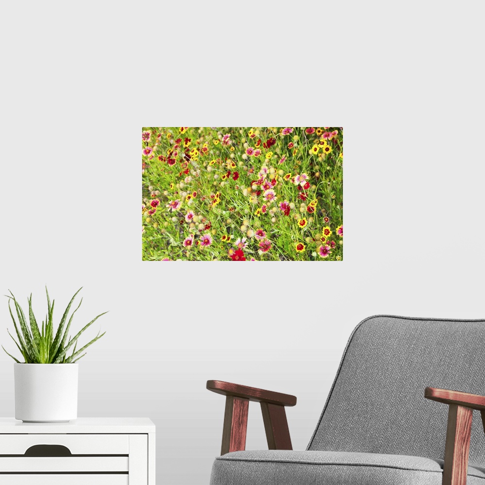 A modern room featuring Close-up of colorful wild flowers in a field
