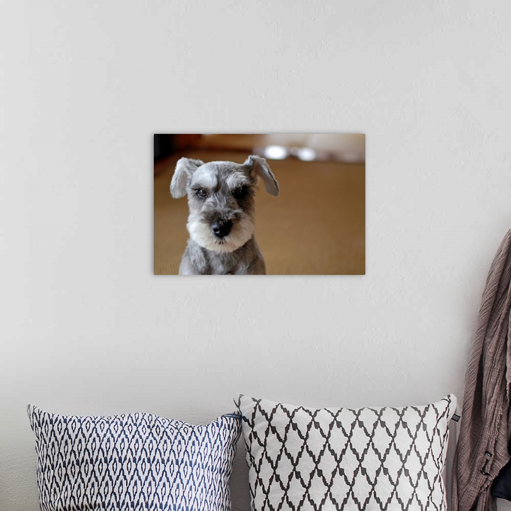 A bohemian room featuring Close up of cute dog.