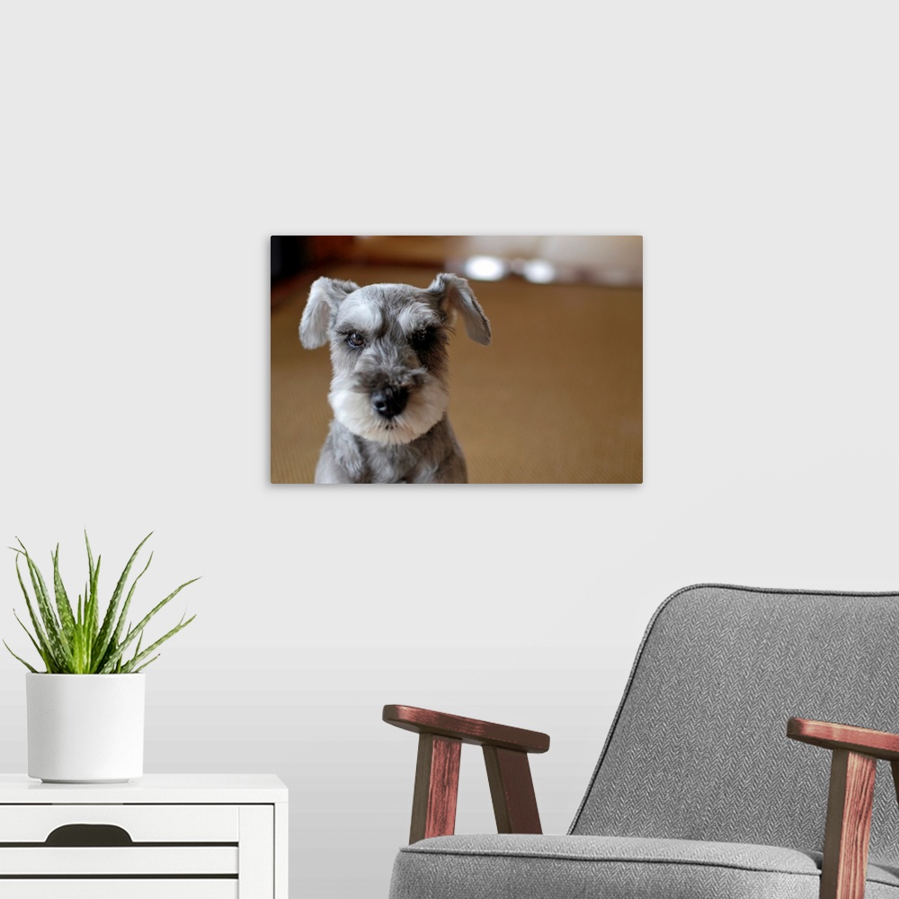 A modern room featuring Close up of cute dog.