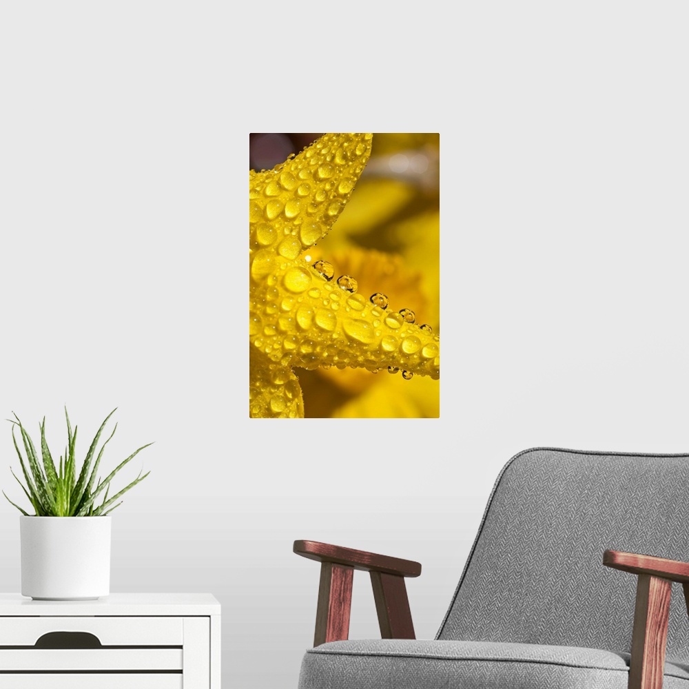 A modern room featuring Close-Up Of Dew On Daffodil Petals