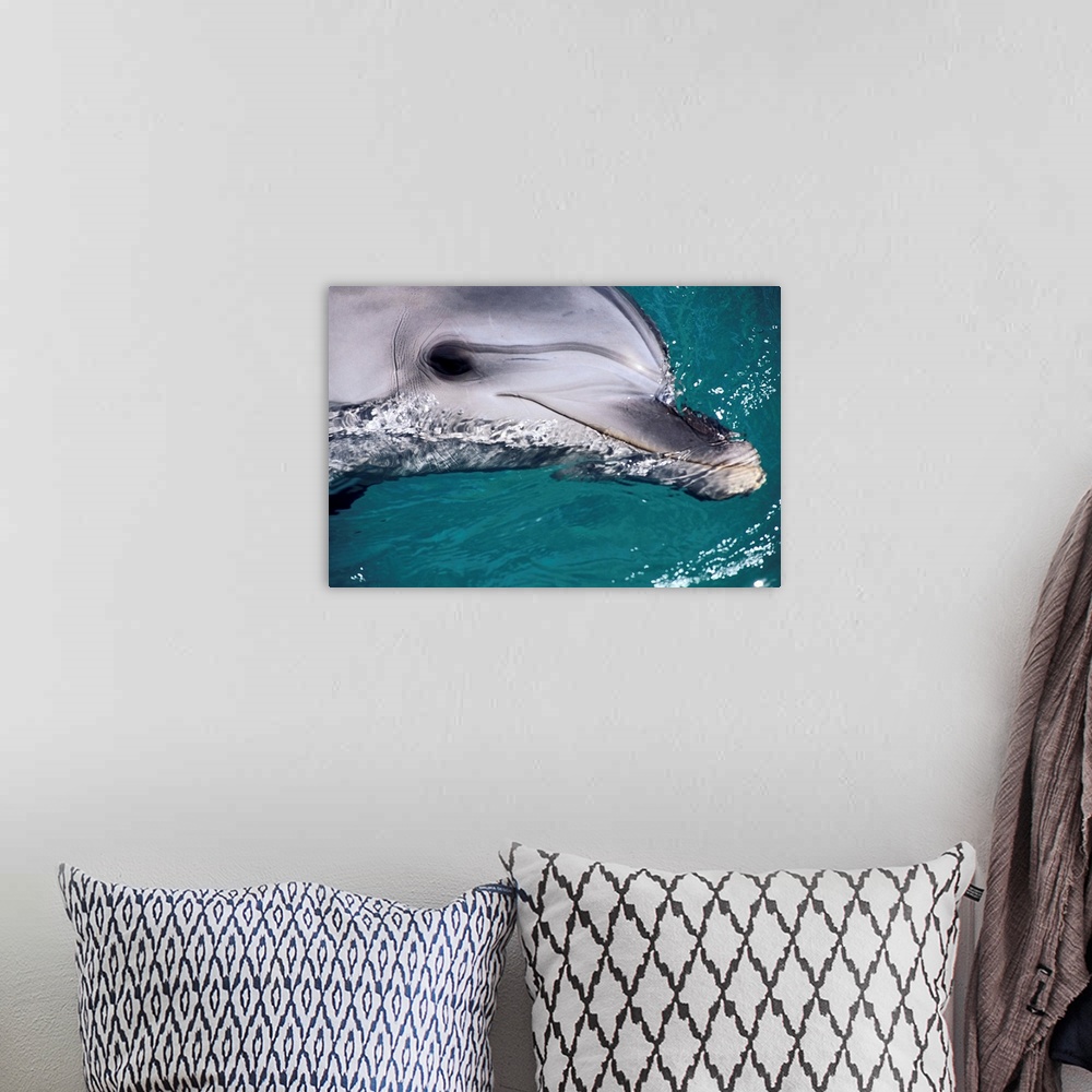 A bohemian room featuring Close-Up Of Dolphin