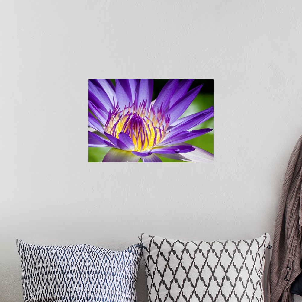 A bohemian room featuring Close up of Egyptian blue lily.