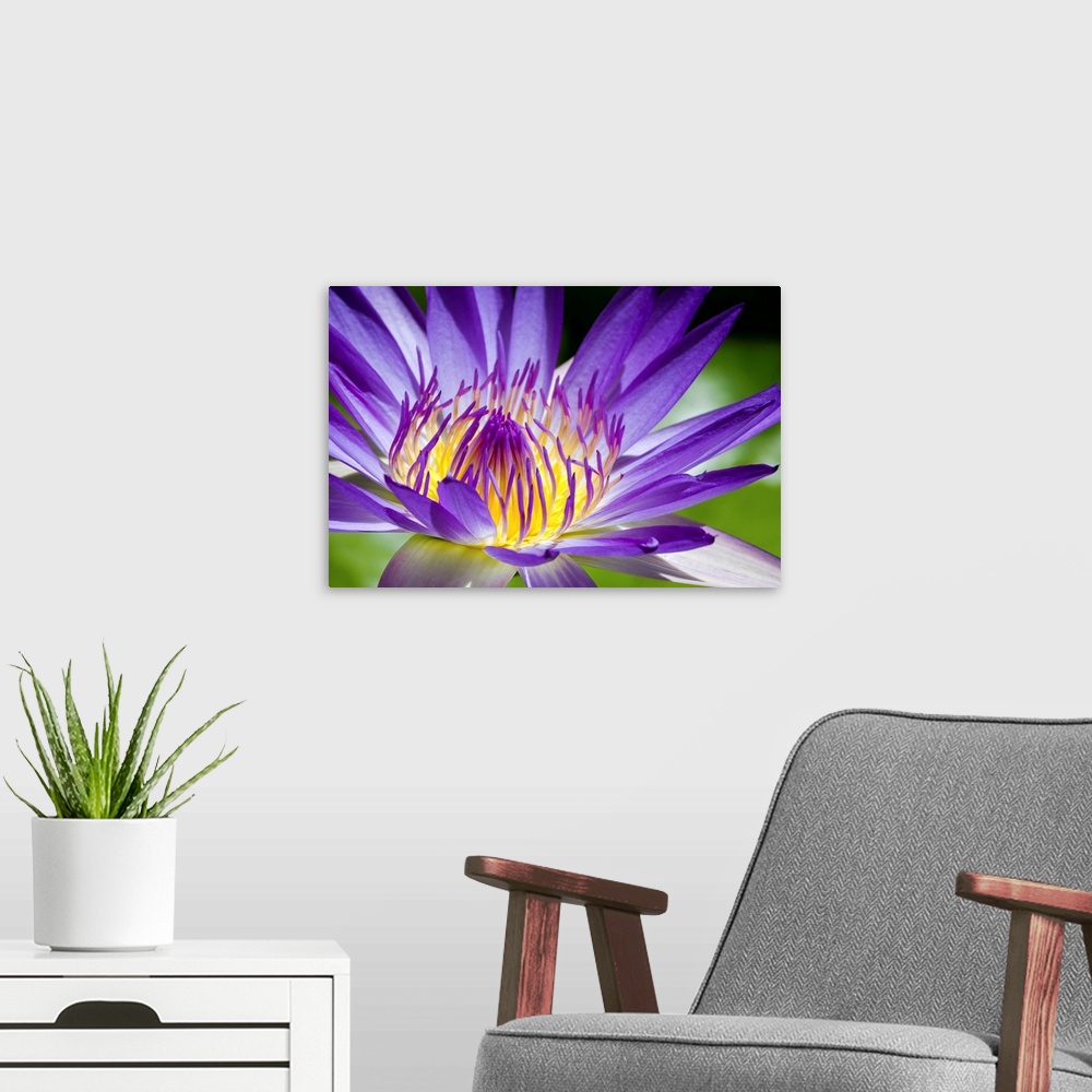 A modern room featuring Close up of Egyptian blue lily.