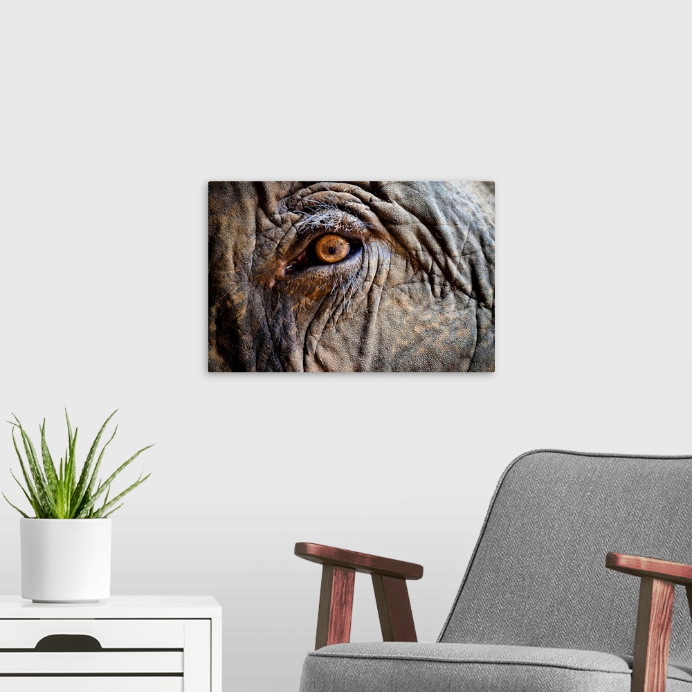 A modern room featuring Close up of Elephant eye.