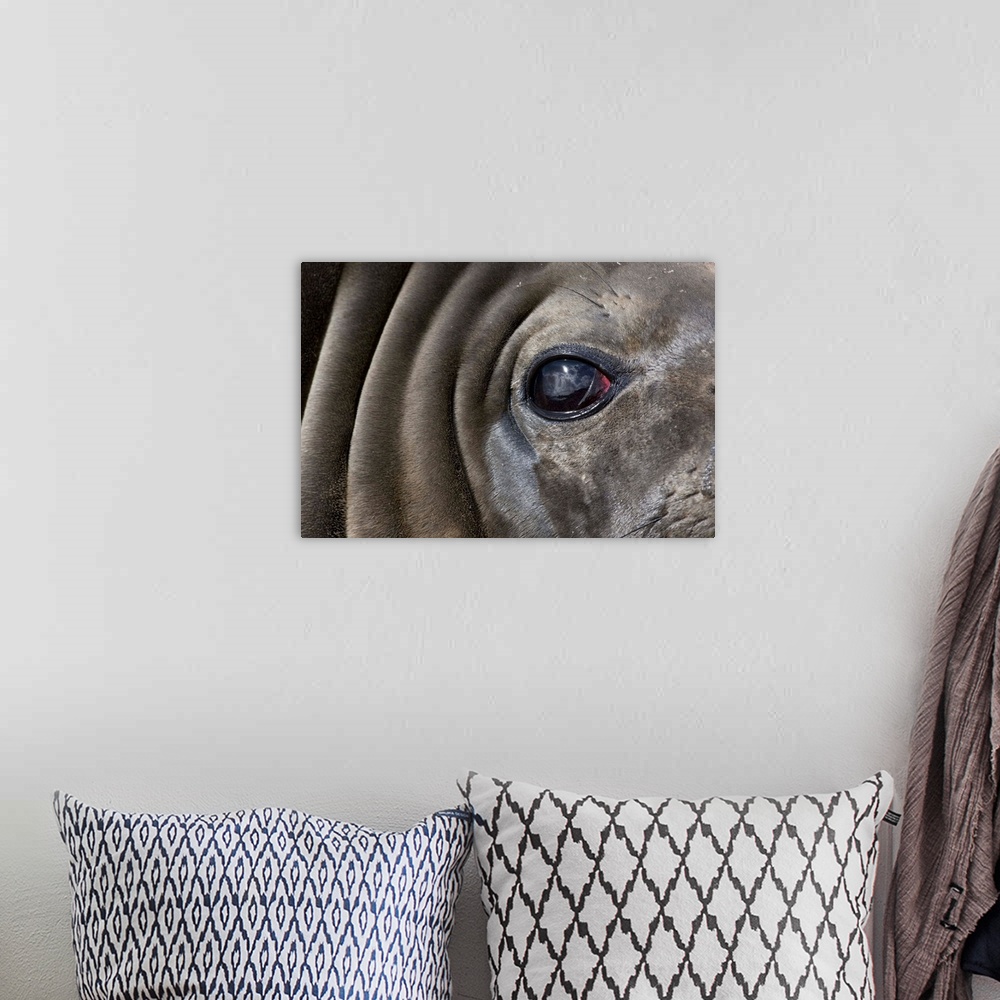 A bohemian room featuring Close-up portrait of Elephant Seal (Mirounga leonina) resting on gravel beach on Prion Island.