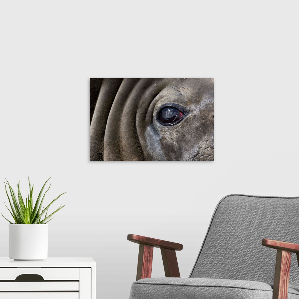 A modern room featuring Close-up portrait of Elephant Seal (Mirounga leonina) resting on gravel beach on Prion Island.