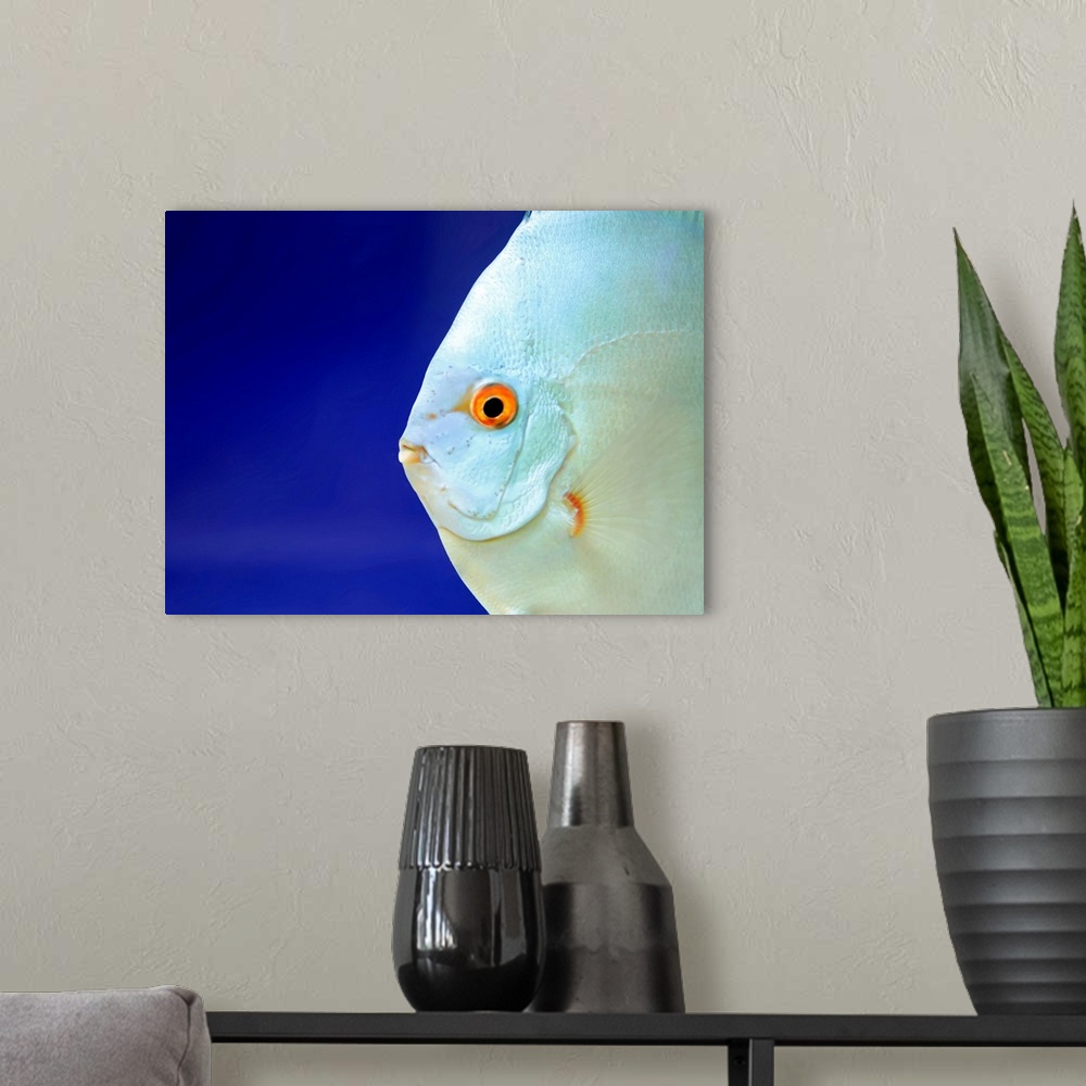 A modern room featuring Close up of fish.