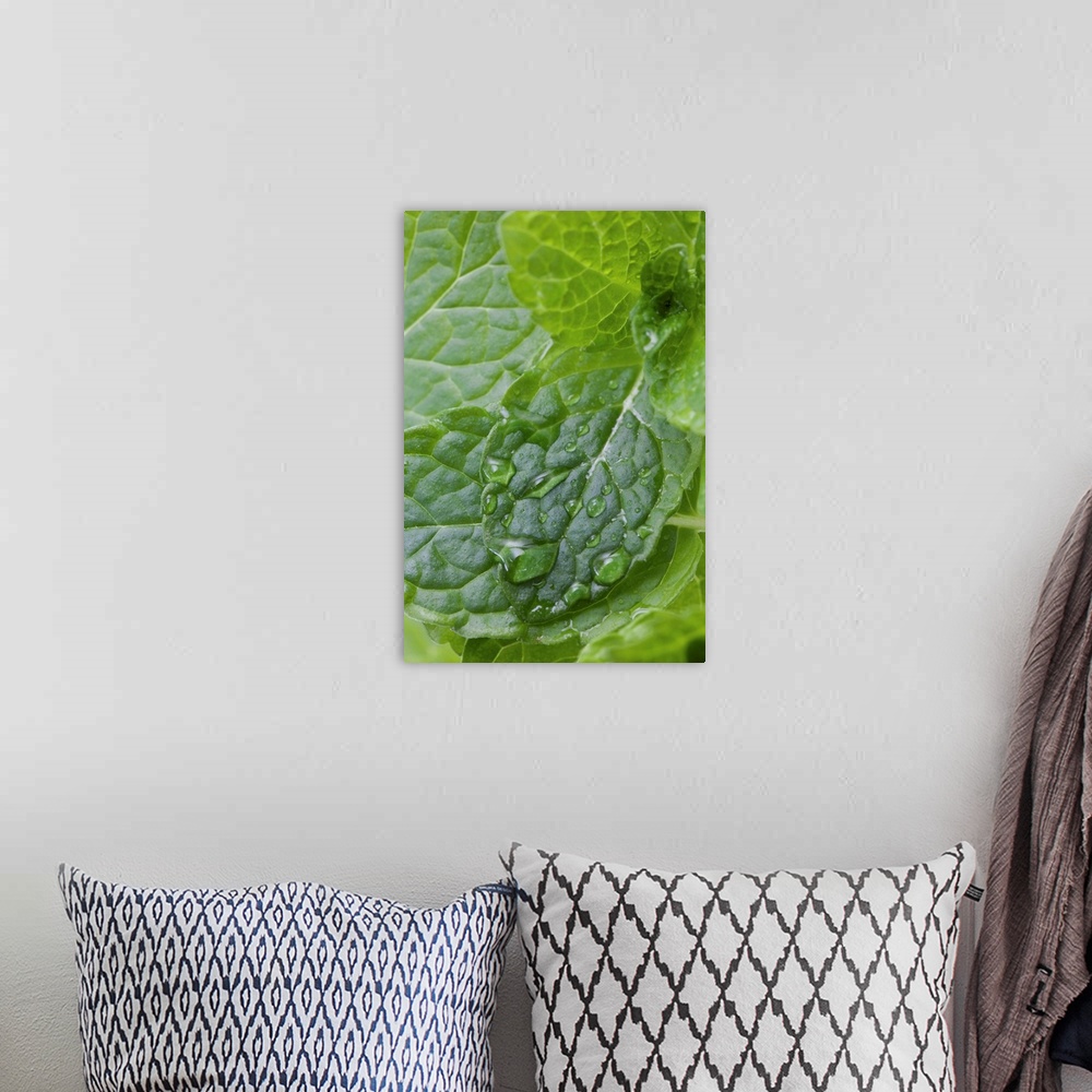 A bohemian room featuring Close-up of fresh mint, full frame