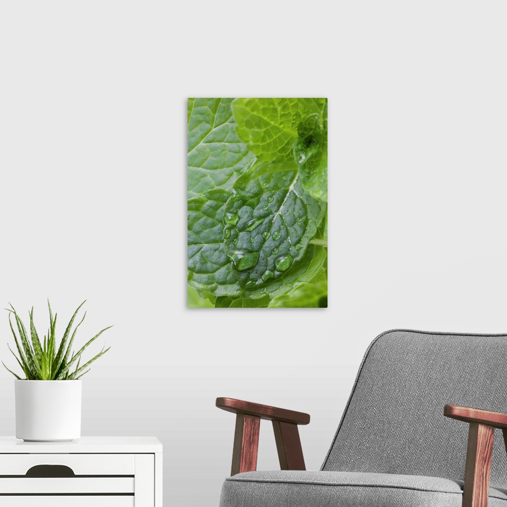 A modern room featuring Close-up of fresh mint, full frame