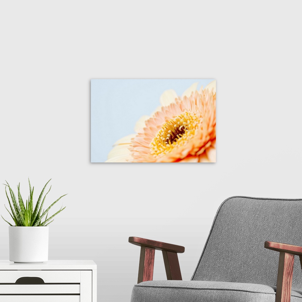 A modern room featuring Close up of Gerbera flower head