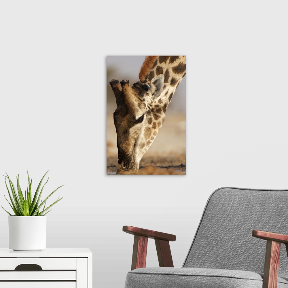 A modern room featuring Close up of Giraffe (Giraffa camelopardalis) drinking at waterhole. Etosha National Park, Namibia.
