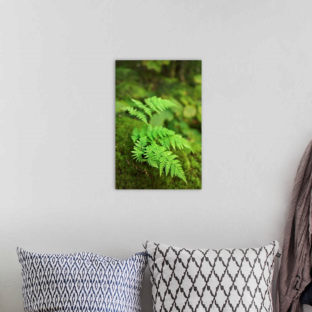 A bohemian room featuring Close-up of green fern