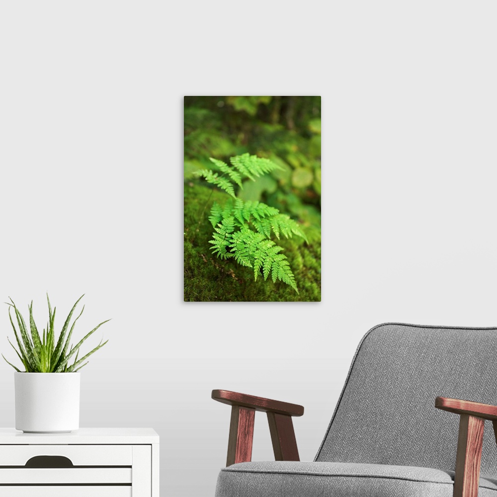 A modern room featuring Close-up of green fern