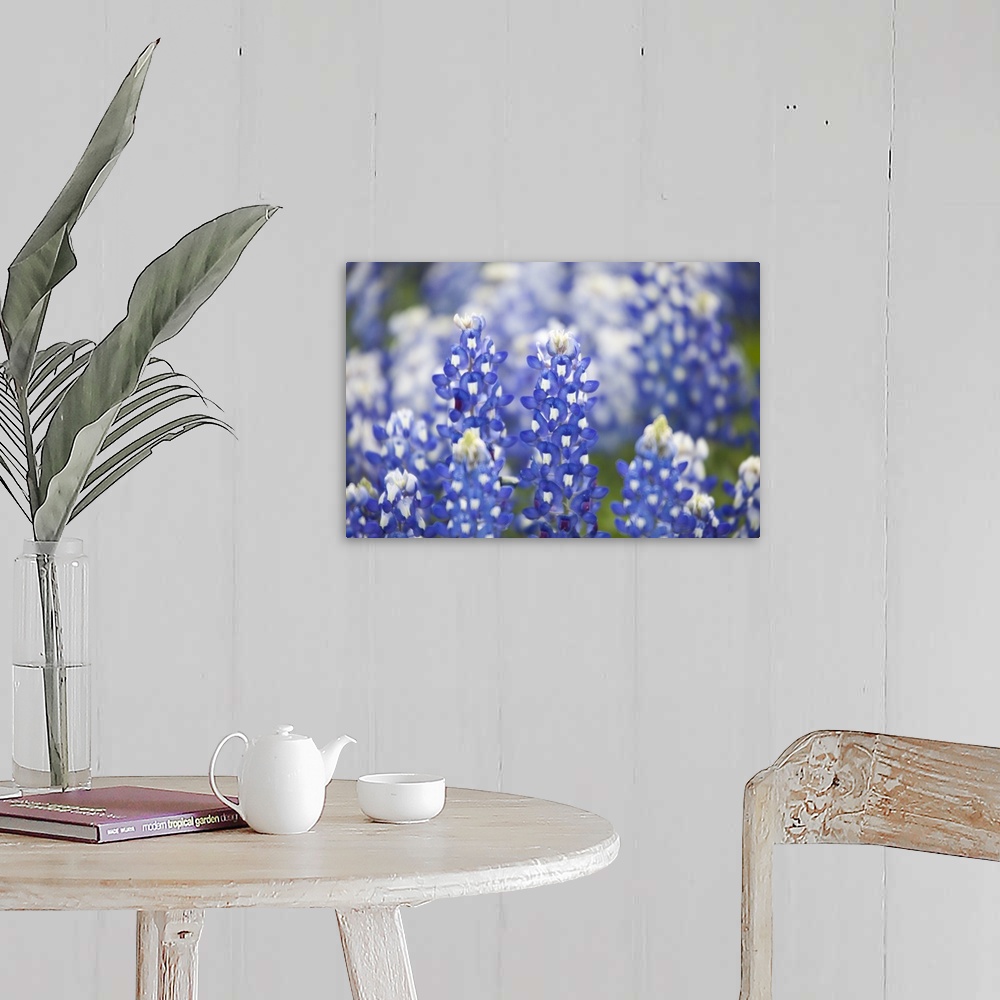 A farmhouse room featuring Close up of group of Texas Bluebonnets (Lupinus texensis), Texas, USA, North America